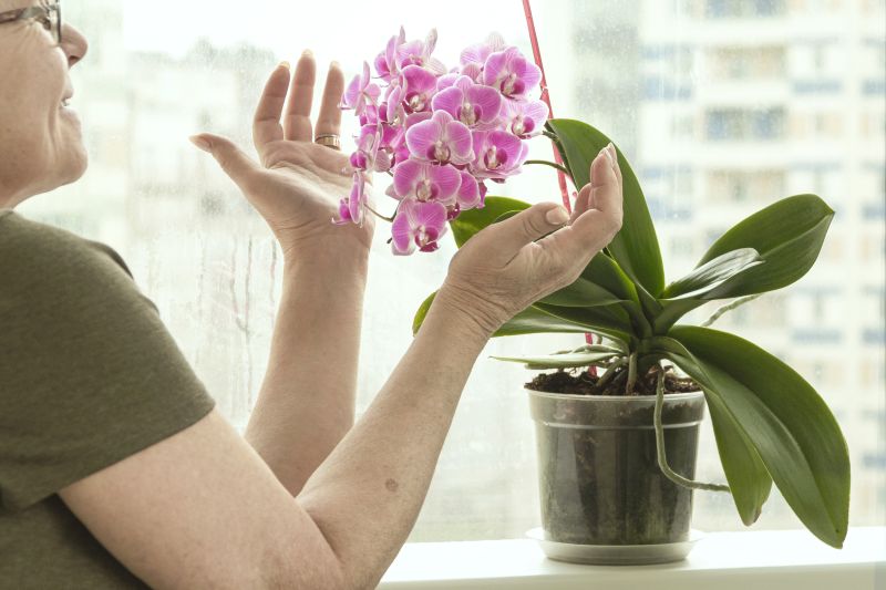 Uprawa pelargonii pachnącej - porady dotyczące hodowli w domu