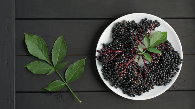 Porozmawiajmy o właściwościach i zastosowaniach owoców i liści czarnego bzu
