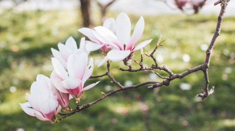 Uprawa i pielęgnacja magnolii w ogrodzie: jak dbać o to piękne drzewo?