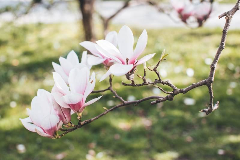 Uprawa i pielęgnacja magnolii w ogrodzie: jak dbać o to piękne drzewo?