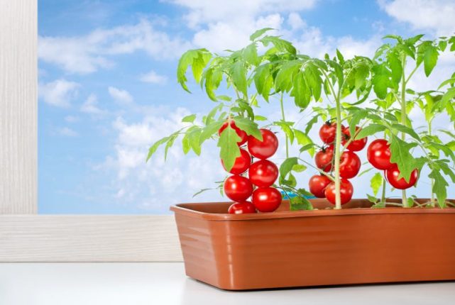 Dlaczego pomidory kwitną, ale nie zapylają i jak je zapylać?