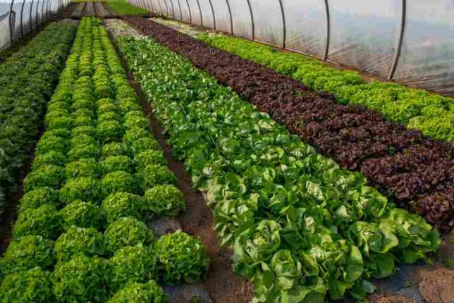 Ochrona warzyw w szklarni - uprawa warzyw pod osłonami foliowymi i agrowłókniną.
