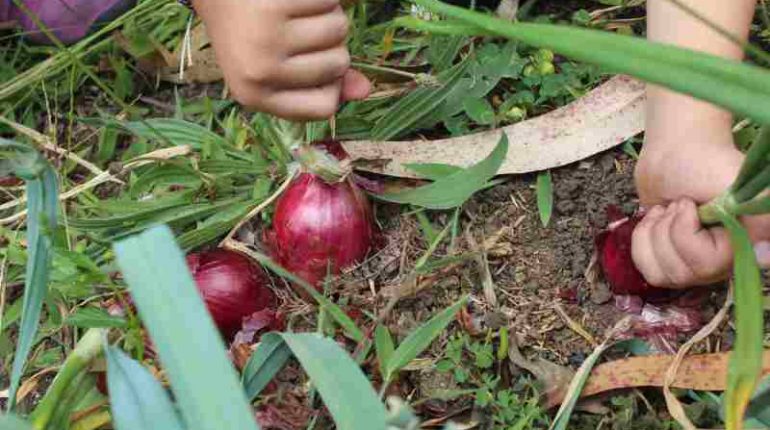 Uprawa czerwonej cebuli w ogrodzie - najlepsze sposoby na hodowlę porów